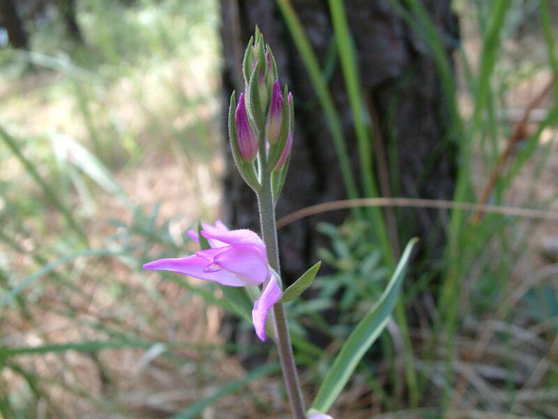 Cephalanthera damasonium, C. longifolia, C. rubra